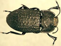 Attēlu rezultāti vaicājumam “Opatrum sabulosum”