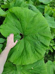 Attēlu rezultāti vaicājumam “Petasites hybridus leaf”