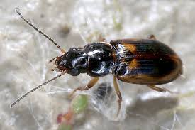 Attēlu rezultāti vaicājumam “Acupalpus flavicollis”