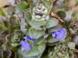 Attēlu rezultāti vaicājumam “Ajuga reptans bud”