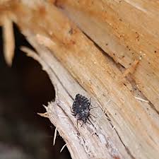 Attēlu rezultāti vaicājumam “Aradus betulae”