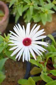 Image result for Mesembryanthemum criniflorum