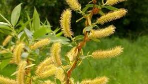 Attēlu rezultāti vaicājumam “Salix triandra male flower”