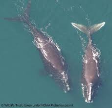 Image result for Eubalaena glacialis