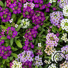 Image result for Alyssum diffusum