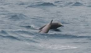 Image result for Mesoplodon bidens