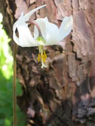 Attēlu rezultāti vaicājumam “Erythronium sibiricum”