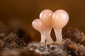 Attēlu rezultāti vaicājumam “Hemitrichia decipiens var. hemitrichoides”