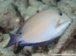 Image result for Acanthurus blochii