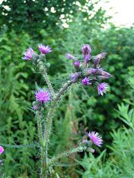 Attēlu rezultāti vaicājumam “Cirsium palustre flower”