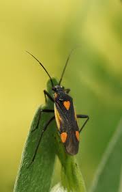 Attēlu rezultāti vaicājumam “Capsodes gothicus”