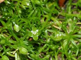 Attēlu rezultāti vaicājumam “Sagina procumbens fruit”