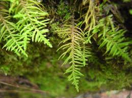 Attēlu rezultāti vaicājumam “Abietinella abietina var. hystricosa”