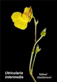 Attēlu rezultāti vaicājumam “Utricularia intermedia flower”