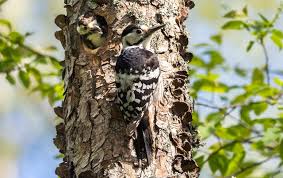 Attēlu rezultāti vaicājumam “Dendrocopos leucotos female”
