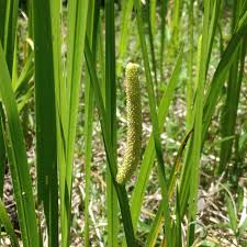 Image result for Acorus calamus