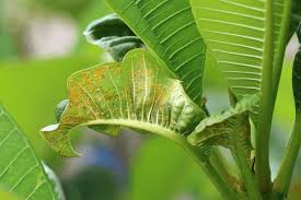 Attēlu rezultāti vaicājumam “Coleosporium sp.”