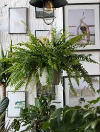 Image result for НЕФРОЛЕПИС (Nephrolepis