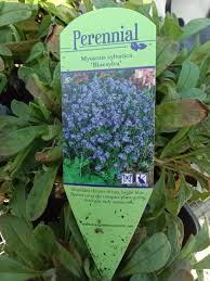 Image result for Myosotis sylvatica