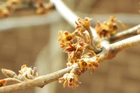 Attēlu rezultāti vaicājumam “Hamamelis vernalis bud”