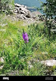 Image result for Campanula spicata