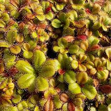 Attēlu rezultāti vaicājumam “Drosera rotundifolia”