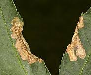 Attēlu rezultāti vaicājumam “Gracillaria syringella imago”