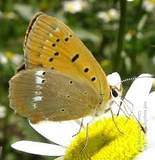 Attēlu rezultāti vaicājumam “Lycaena virgaureae male”