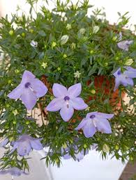 Image result for Campanula isophylla