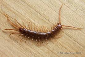 Attēlu rezultāti vaicājumam “Lithobius forficatus”