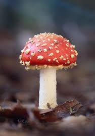 Image result for vliegenzwam