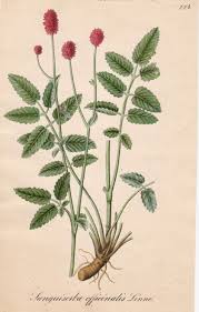 Attēlu rezultāti vaicājumam “Sanguisorba officinalis”