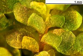 Attēlu rezultāti vaicājumam “Scapania”