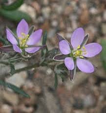 Attēlu rezultāti vaicājumam “Spergularia rubra flower”