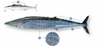 Image result for Acanthocybium solandri