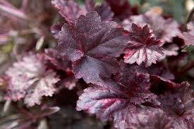 Image result for Heuchera `Midnight Rose`