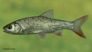 Image result for Leuciscus idus