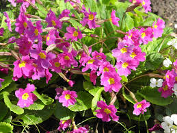 Attēlu rezultāti vaicājumam “Primula x polyantha”