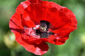 Attēlu rezultāti vaicājumam “Papaver rhoeas flower”