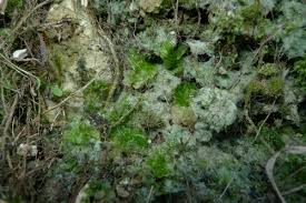 Attēlu rezultāti vaicājumam “Fossombronia wondraczekii”