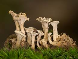 Attēlu rezultāti vaicājumam “Pseudocraterellus”