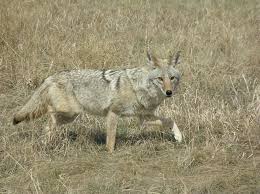 Image result for Clyde Valley Predators