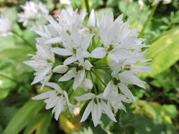 Attēlu rezultāti vaicājumam “Allium ursinum leaf”