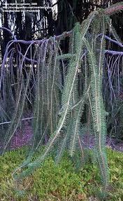 Attēlu rezultāti vaicājumam “Picea abies fo. virgata”