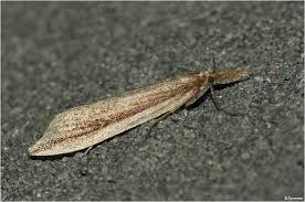 Attēlu rezultāti vaicājumam “Donacaula mucronella”