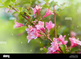 Attēlu rezultāti vaicājumam “Weigela praecox”