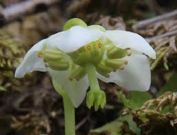 Attēlu rezultāti vaicājumam “Moneses uniflora”
