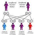 Recessive gene - Psychology Wiki