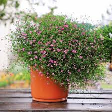 Attēlu rezultāti vaicājumam “Gypsophila muralis fruit”