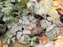 Attēlu rezultāti vaicājumam “Anthriscus sylvestris leaf”